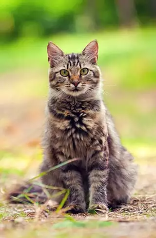Cat Cat