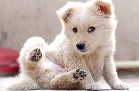 Puppy Puppy