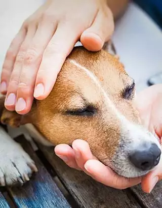 Dog Being Pet