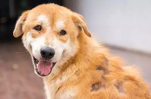 Dog with Skin Condition Dog with Skin Condition