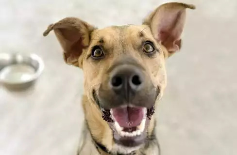 Happy Dog Happy Dog