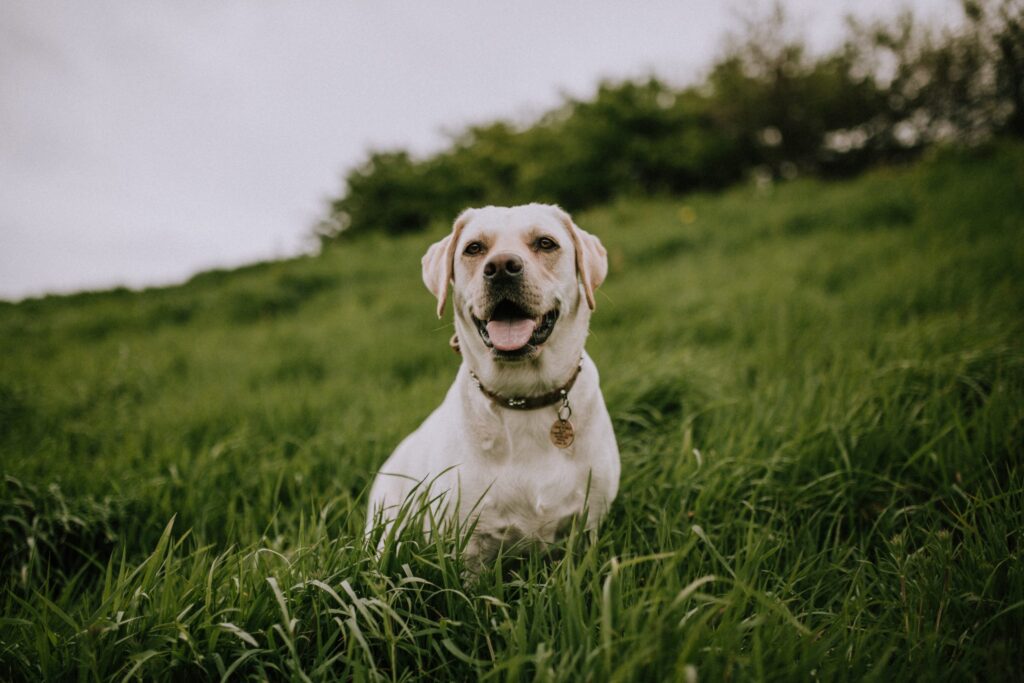 mitchell-orr-1Y4LupdrDZk-unsplash-scaled mitchell-orr-1Y4LupdrDZk-unsplash-scaled