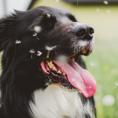 Dog-With-Dandelion-Seeds